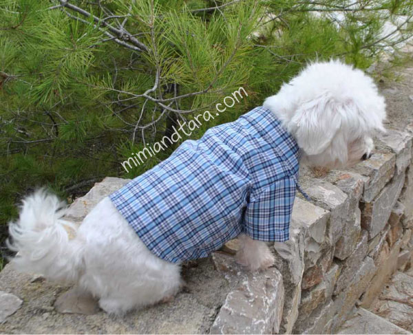 dog shirt collar pattern