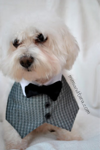 Dog Tuxedo Vest Pattern | FREE PDF DOWNLOAD