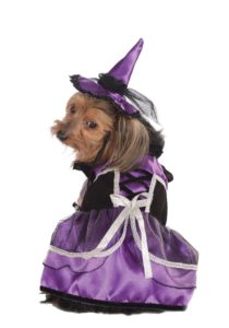 witch dog costume